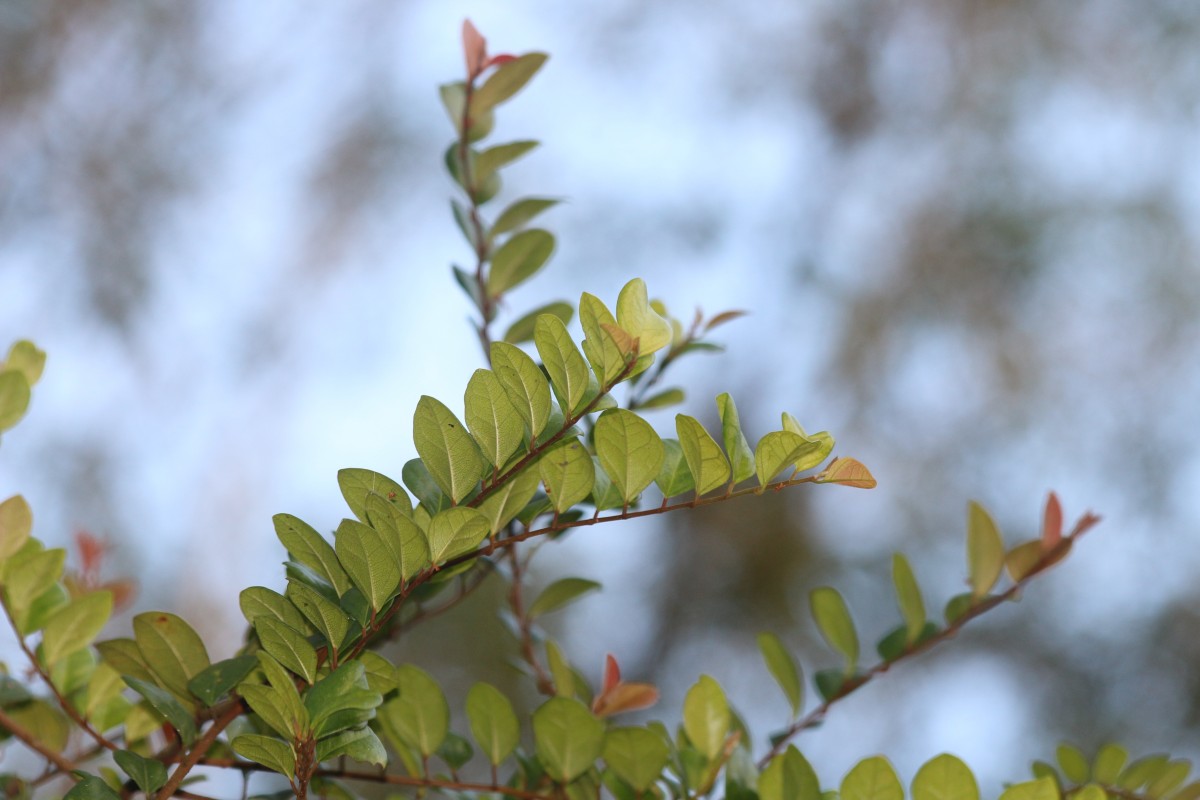 Ficus diversiformis Miq.